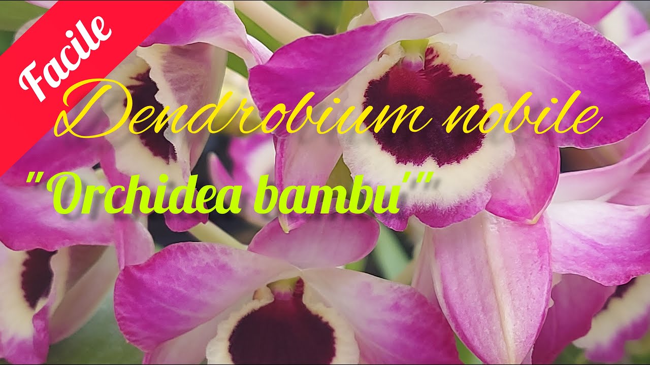 Dendrobium nobile e i suoi ibridi. Orchidea bambu', coltivazione