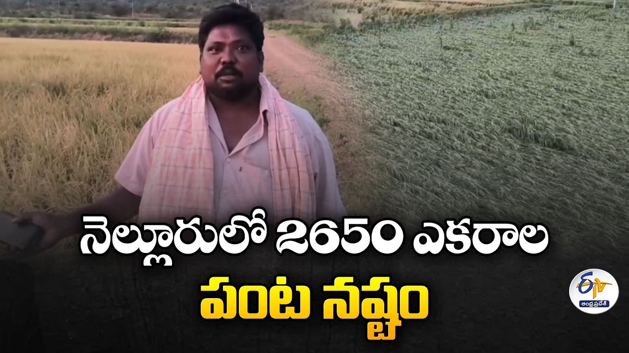 Hailstorm Devastates Crops in Nellore | Farmers Suffer Heavy Losses