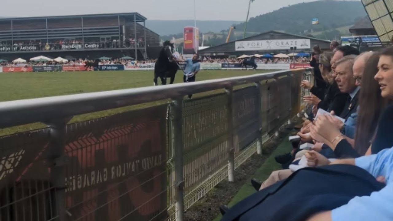 Horse Dragging Incident at Royal Welsh Show Captured on Video || WooGlobe