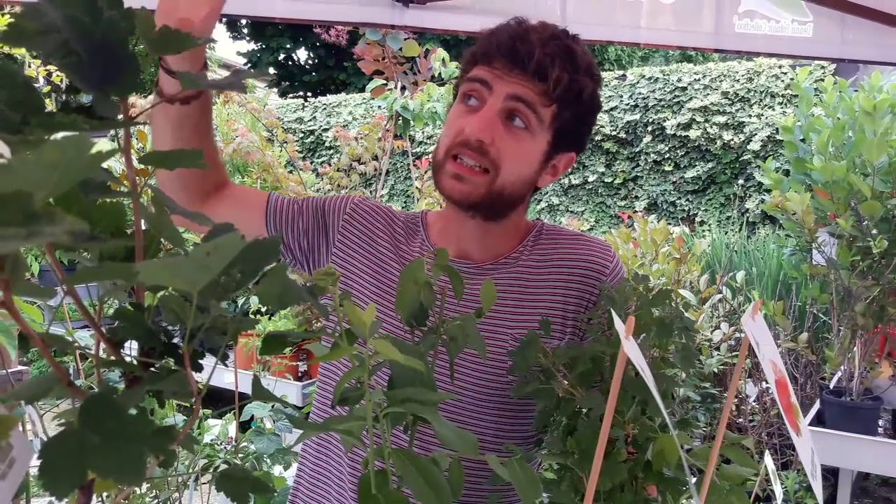 7 segreti per ottenere un buon raccolto di  piccoli frutti