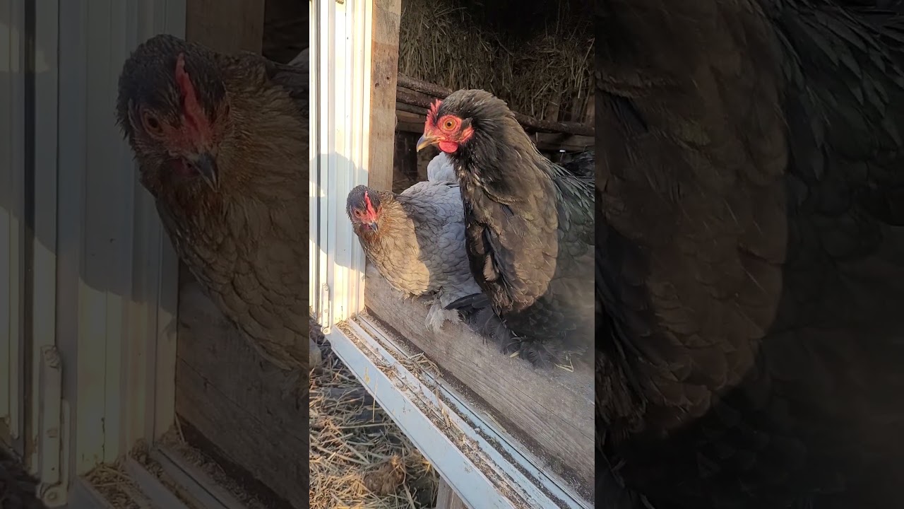 Kochin karzełek to, moim zdaniem, najlepsza rasa do kwoczenia. #chicken