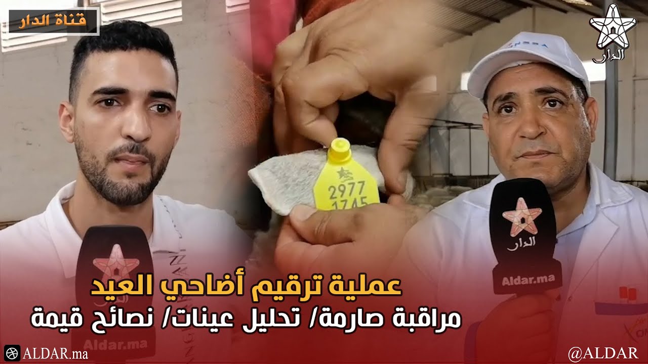خاص.. عملية ترقيم أضاحي العيد: مراقبة صارمة/ تحليل عينات/ نصائح قيمة/ الأثمنة المرتقبة
