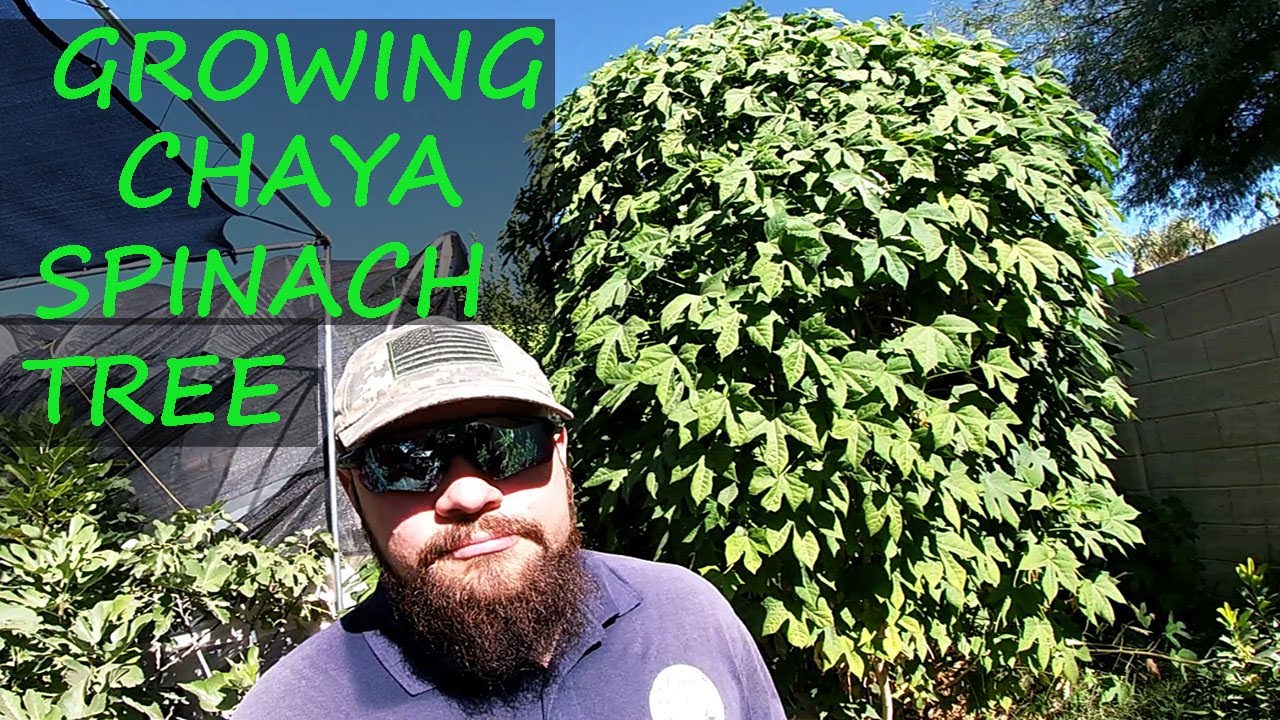 Обзор и советы по выращиванию древовидного шпината Chaya