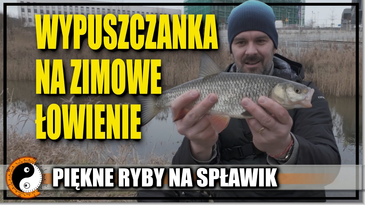 Wypuszczanka - Poradnik i Podstawy Jak Łowić Ryby Na Spławik w Zime Wędkarstwo 2025