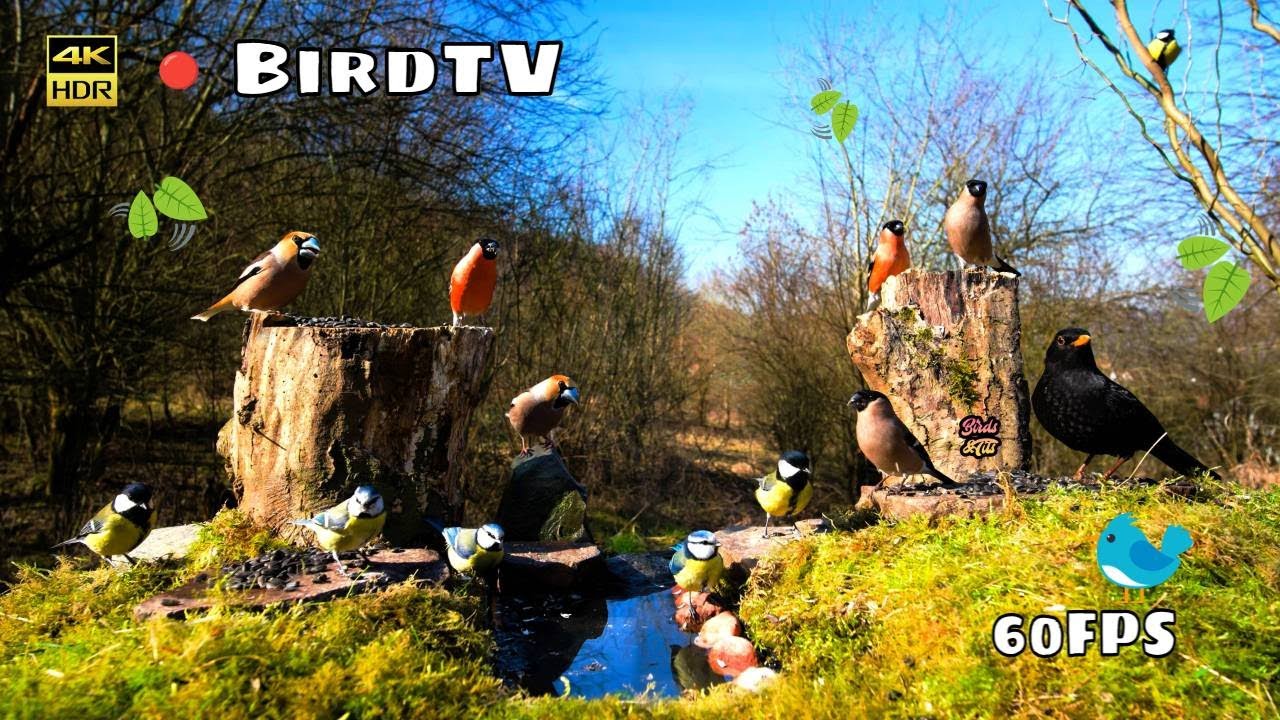 Wild Birds in Nature  in 4K HDR 60FPS: Ultimate Cat TV #cattv #birdsforcats #nature4k