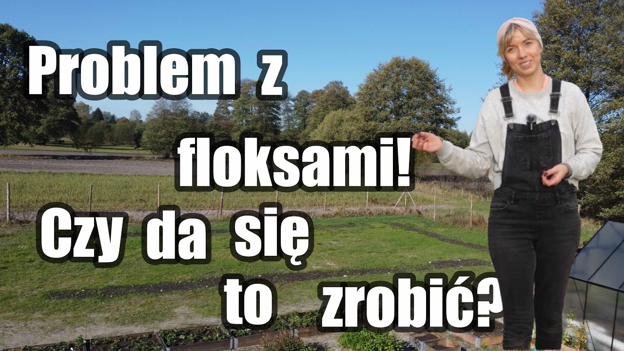 Jak przygotować floksy do przesadzenia? Walka z podagrycznikiem i mączniakiem.