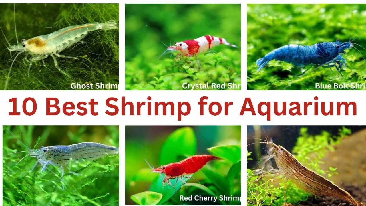 10 Best Shrimps  for Freshwater Aquarium