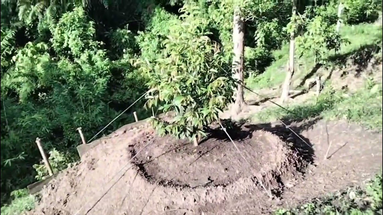 🌳🌳🌳 update durian premium kebun mayah pasca tambah gundukan 