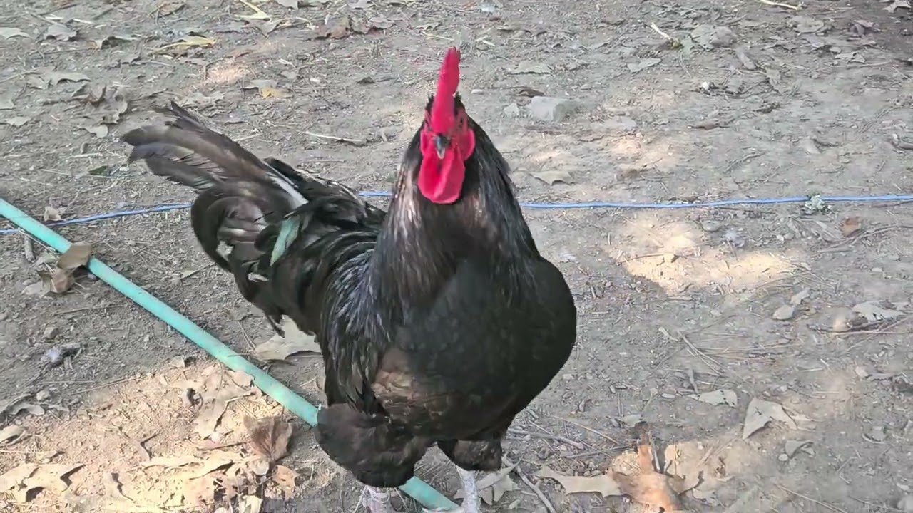 Poultry on fresh hay