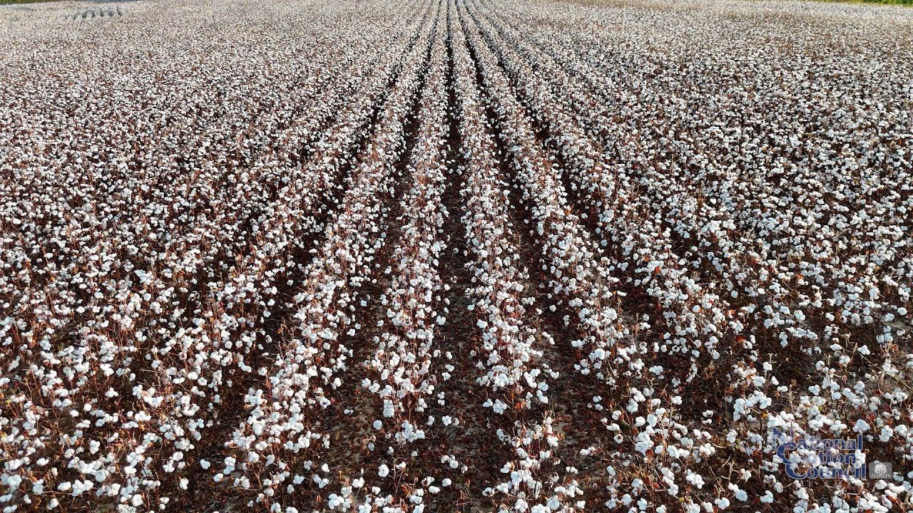 Jody Campiche Discusses the Cotton Market and Demand
