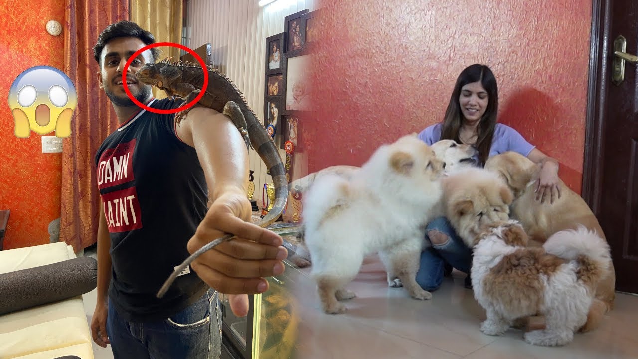 This Lady Owns a house full of animals 😱