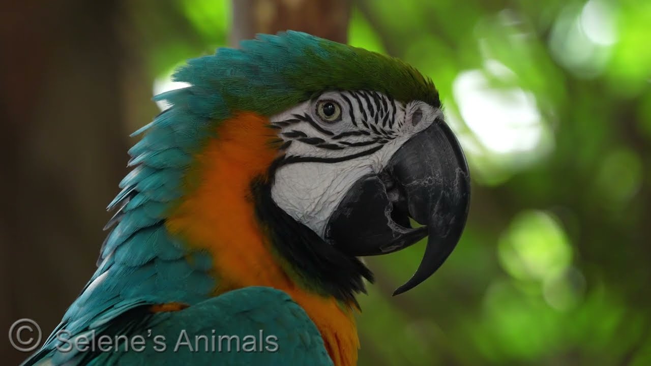 Birds of the Americas 4K
