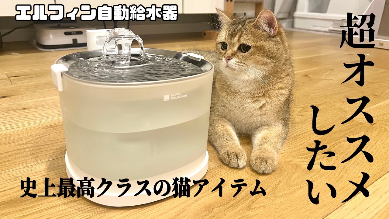 ぽてこゆこめ史上最高の給水器に出会ってしまったかもしれない…【エルフィン給水器】