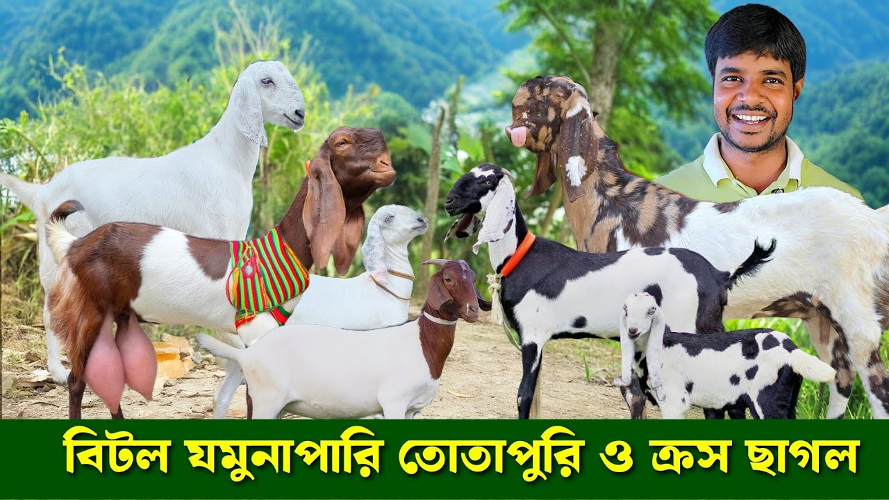 হান্নান ভাই এর খামার থেকে বোয়ার ছাগল যমুনাপারি ছাগল তোতাপুরি বিটল হরিয়ানা ও ক্রস ছাগল কিনুন Goat 