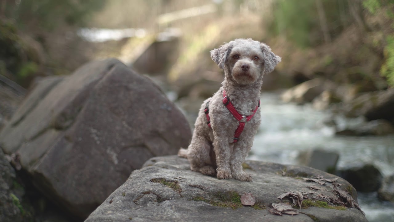 Zenitar-M, 50mm / F1.7 Test Footage