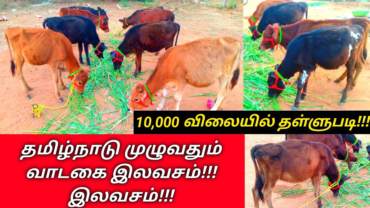 ரொம்ப கம்மி விலைக்கு தரமான வளர்ப்பு கன்றுகள் விற்பனை || ஜெர்சி கிடாரி கன்றுகள் || Thirumbi Paar 