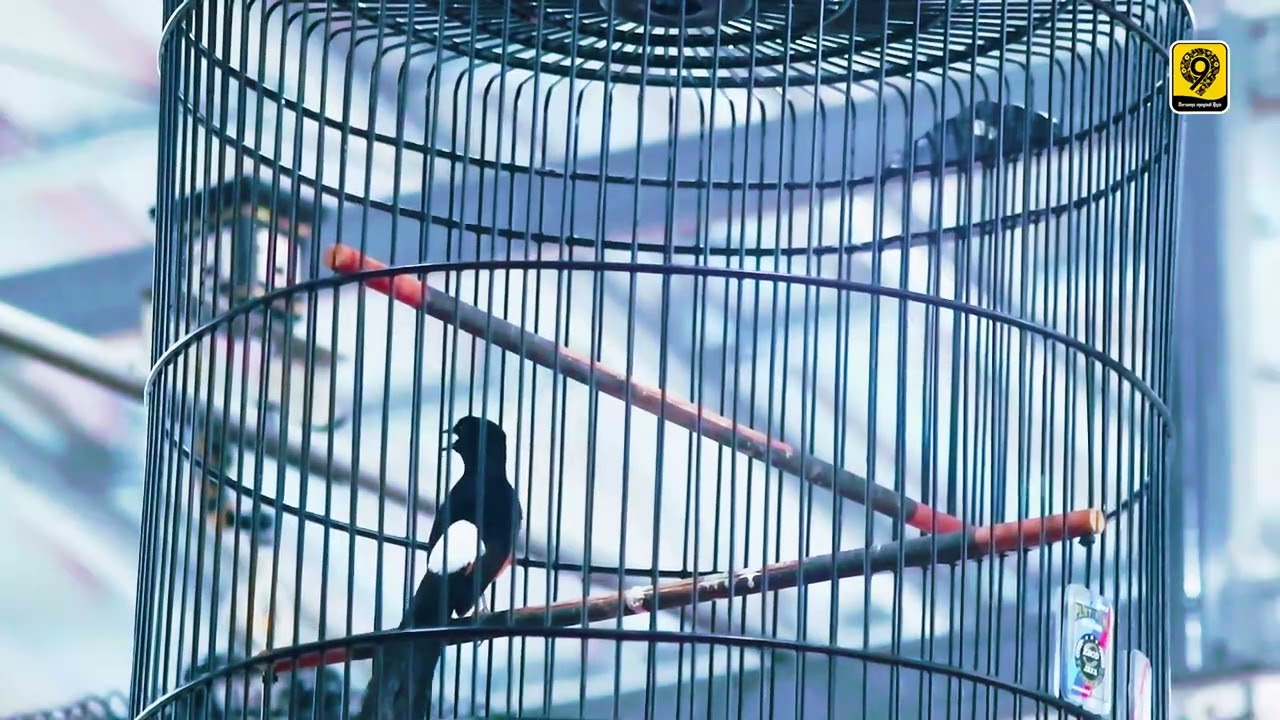 kembali nya sang JUARA mb GOKU di ajang HIBAR MUDA ARENA