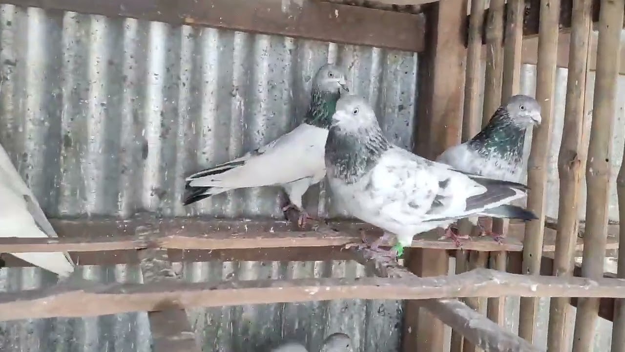 কারো প্রয়োজন হলে  নিতে পারেন পছন্দ হলে  ভিডিও থেকে  ইসক্রিনসট দিয়ে imo Watshap মেসেজ দিন01644-364445