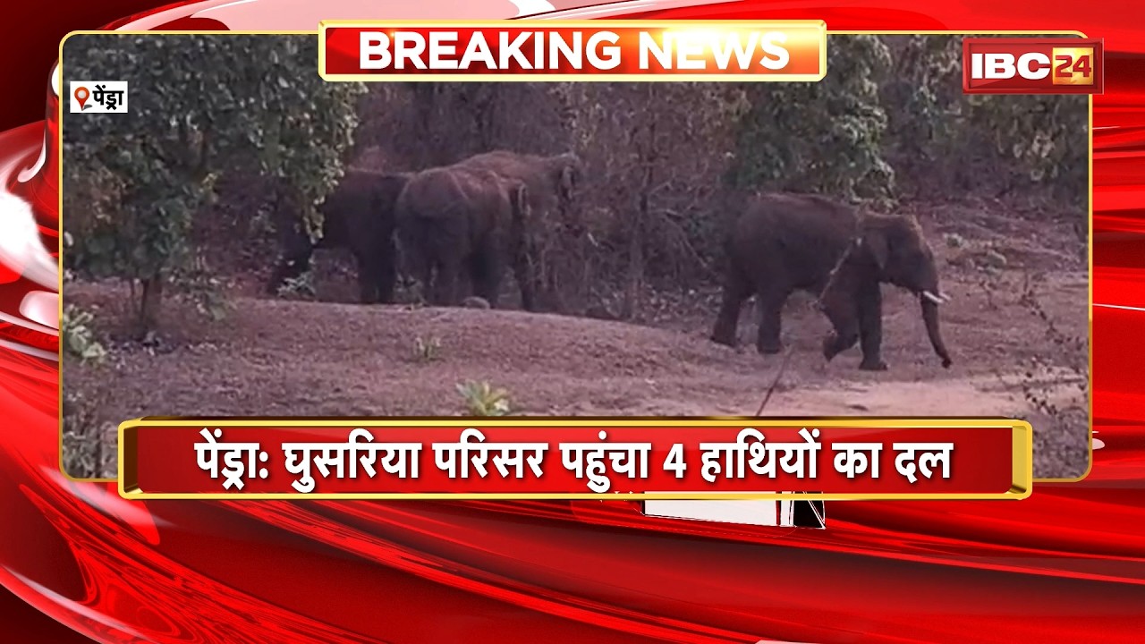 Pendra Elephant News : घुसरिया परिसर पहुंचा 4 हाथियों का दल | 12 किसानों की फसलों को पहुंचाया नुकसान