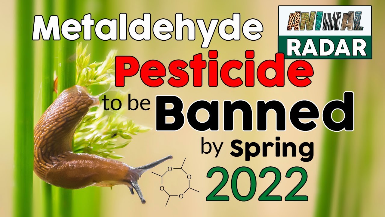 Pesticide Metaldehyde to be banned by March 2020!