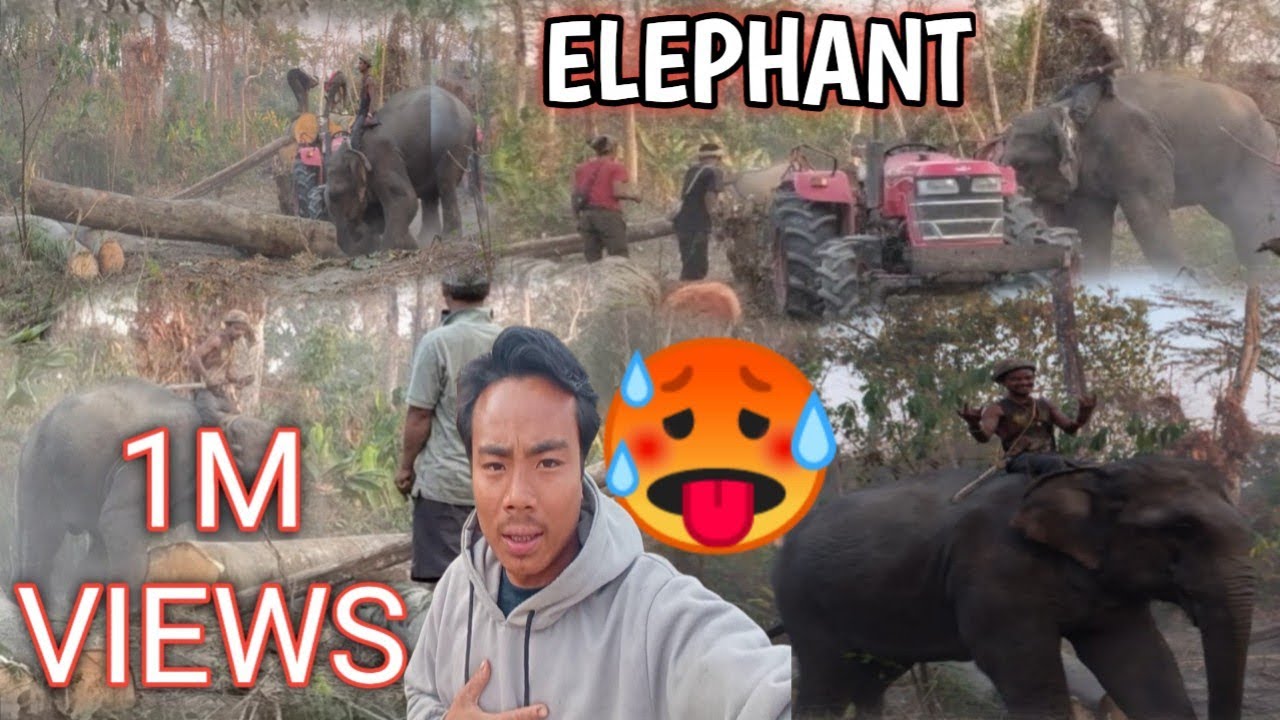 1m views Elephant ka mehnat Dekho 🐘/kaise kam karta hai 🥵