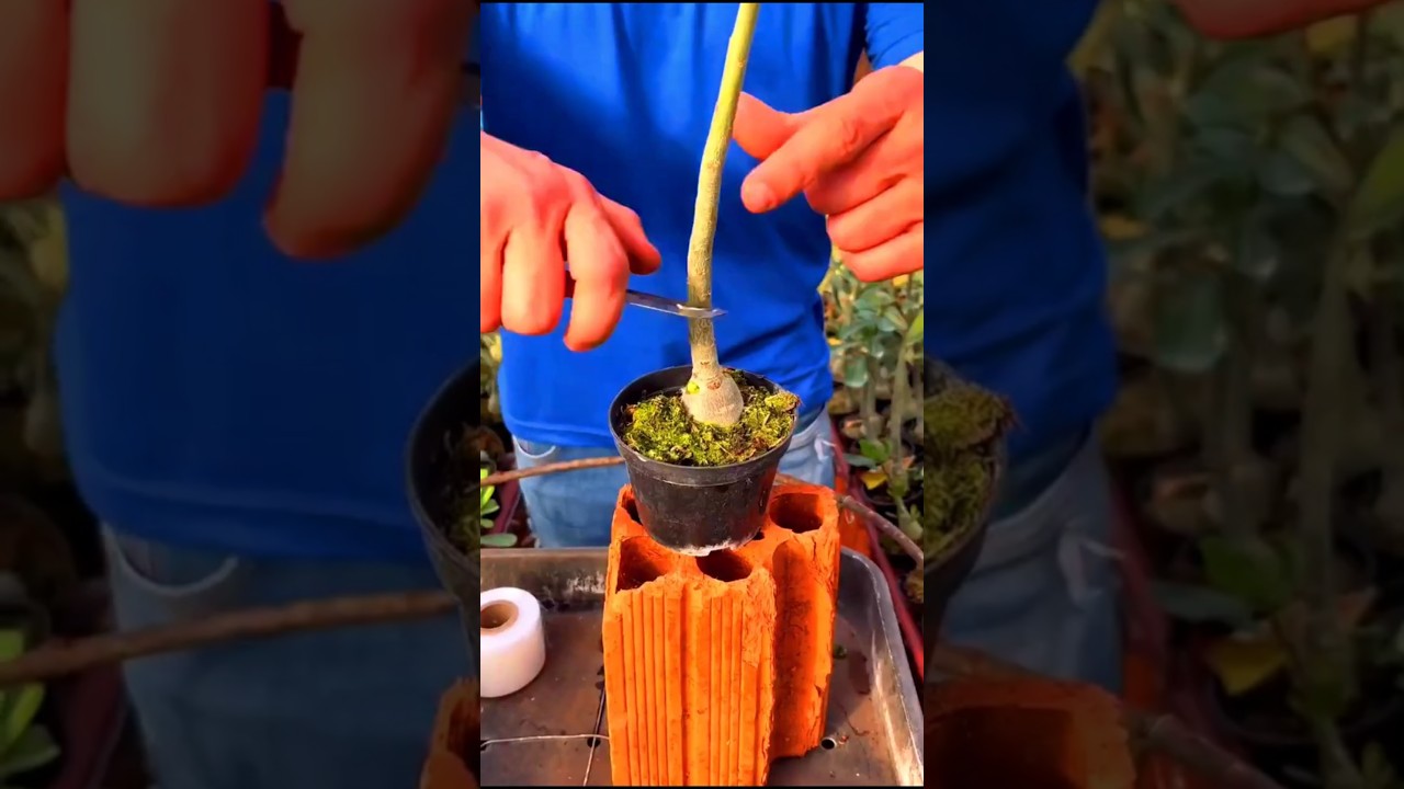 Adenium Plant Grafting Technique| desert Plant #shorts #adenium #plant #grafting #desert #rose