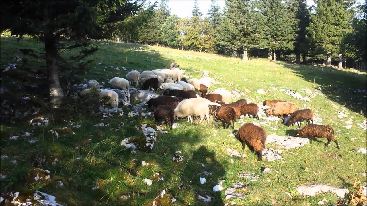 Berger des Pyrénées au bord du Creux du Van