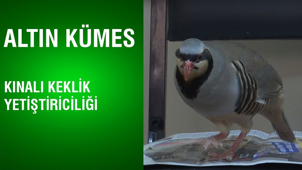 Altın Kümes - Kınalı Keklik Yetiştiriciliği