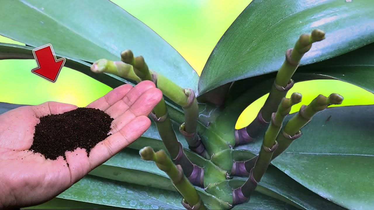 I sprinkled 1 teaspoon on the base and the orchids immediately bloomed 1001 flowers!