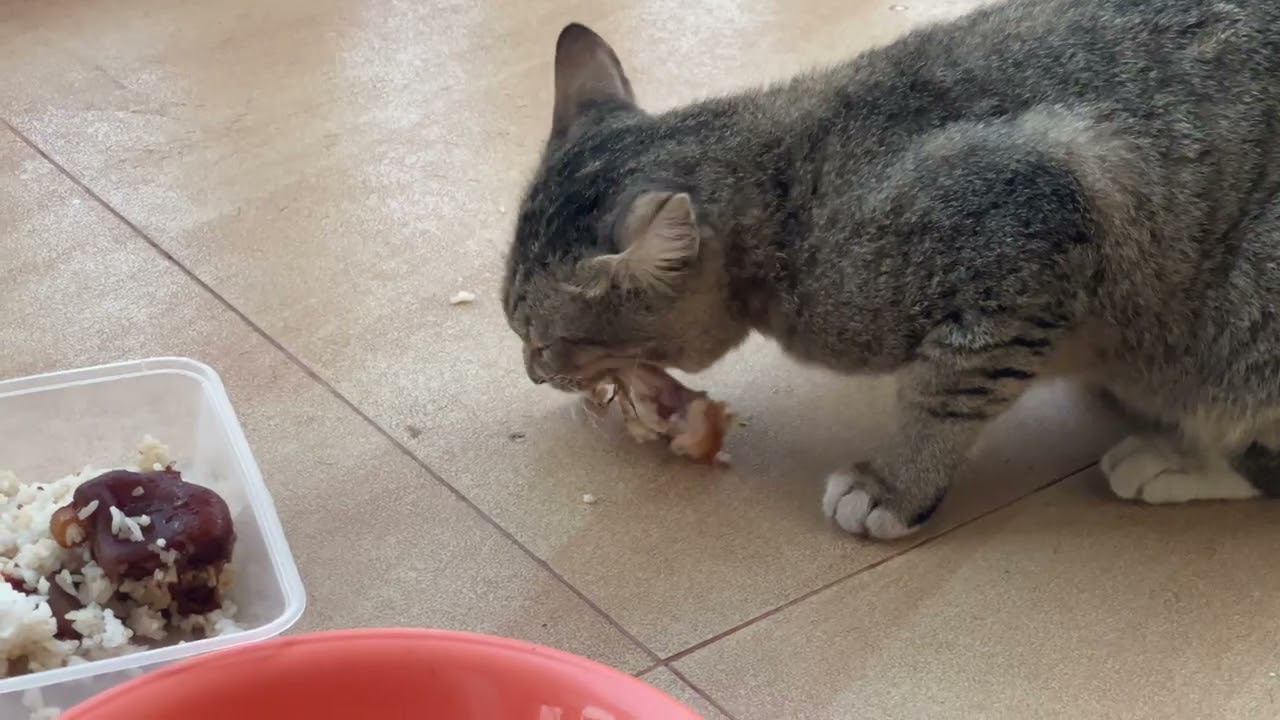 Cat eating #cat #cutecat #animals 