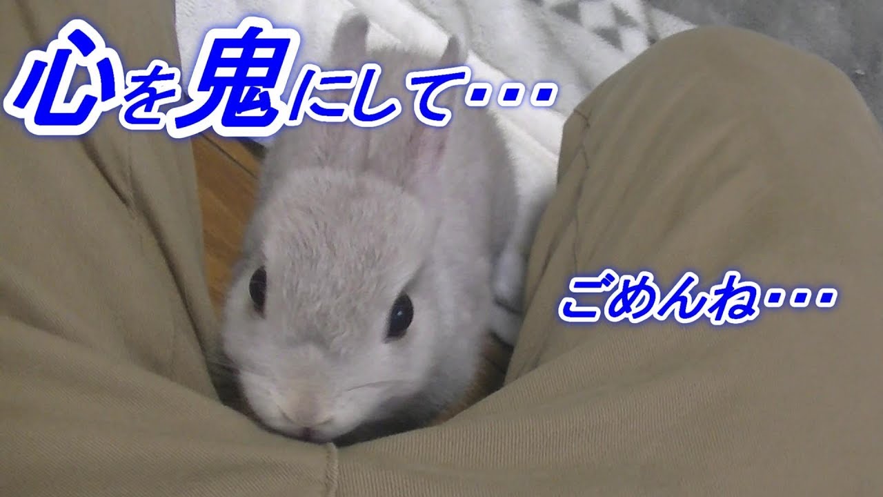 子ウサギのことを思えば こうするしか・・・