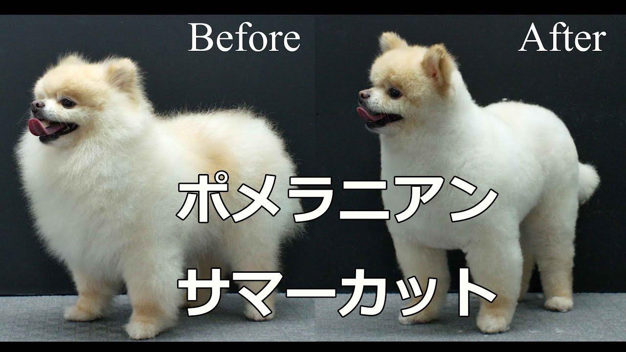 Pomeranian Grooming ポメラニアンの豆柴風サマーカット