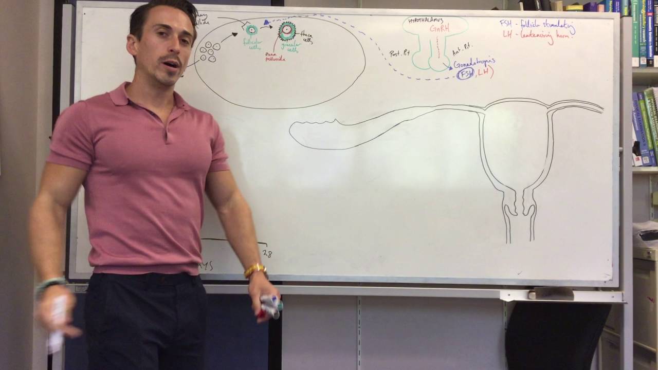 Female Reproductive Cycle (Menstruation)