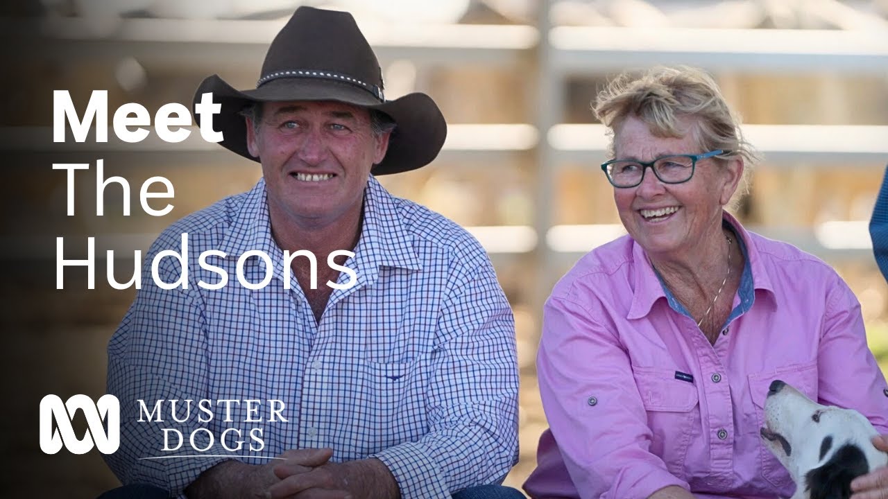 Meet the suppliers of the sought after Muster Dogs Australian Border Collies | ABC Australia