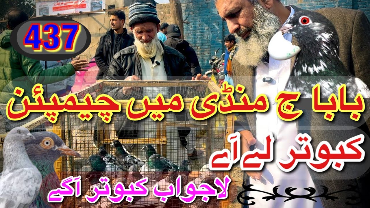 437) Lahore lari ada kabootar mandi || کبوتر منڈی || #amjadaliofficial
