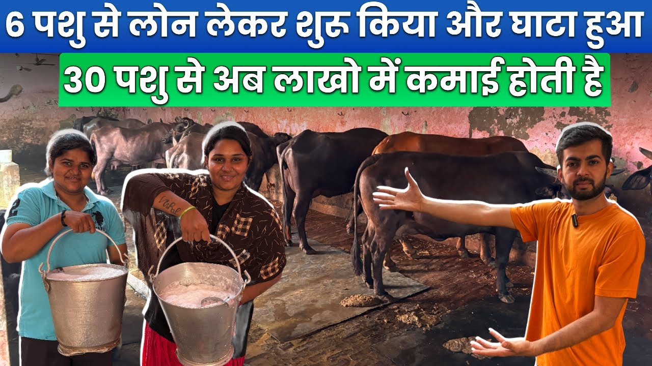 6 Murrah Buffalo DairyFarm Lakho कमाई,Hf Dairy Business Plan,लो Budget Dairy Loan नहीं 