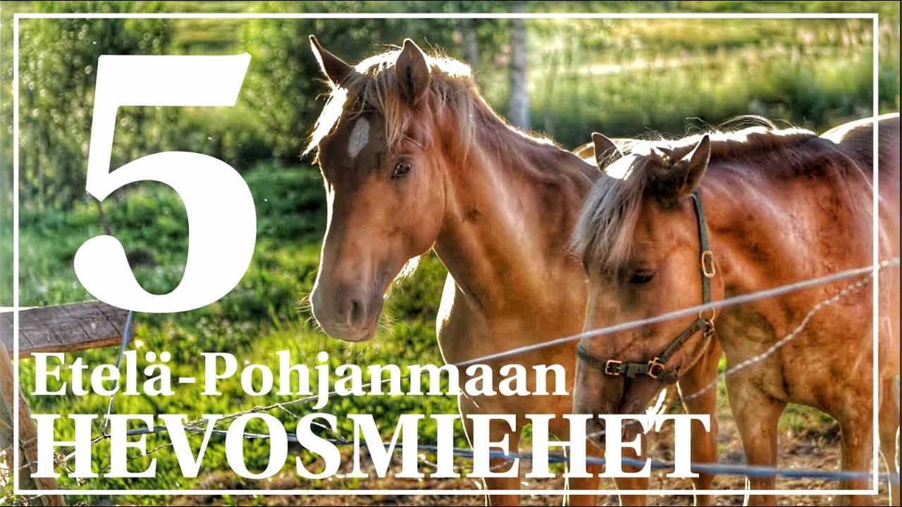 Etelä-Pohjanmaan hevosmiehet | jakso 5