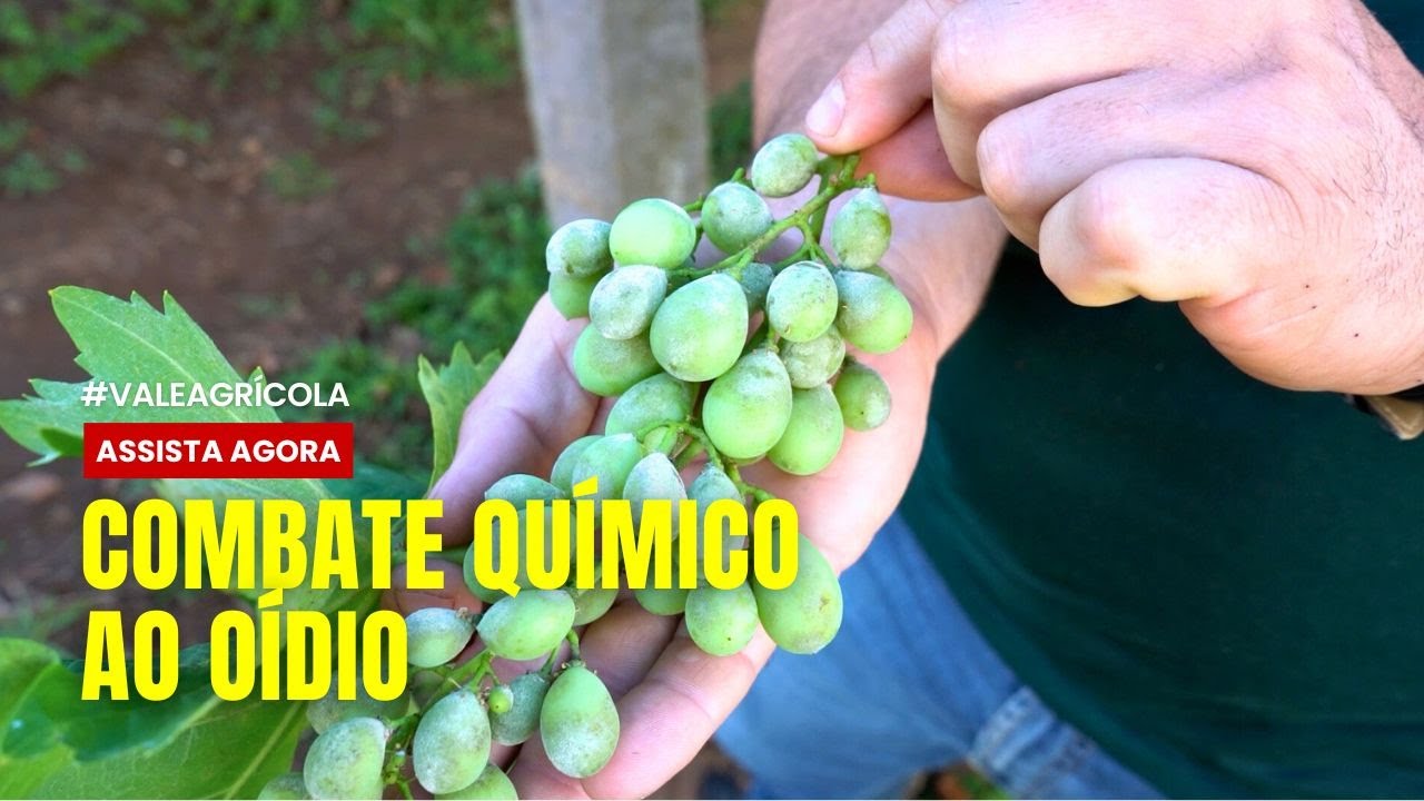 ELE SECA TUDO: Como acabar com o O&iacute;dio antes que mate sua planta! ☠️