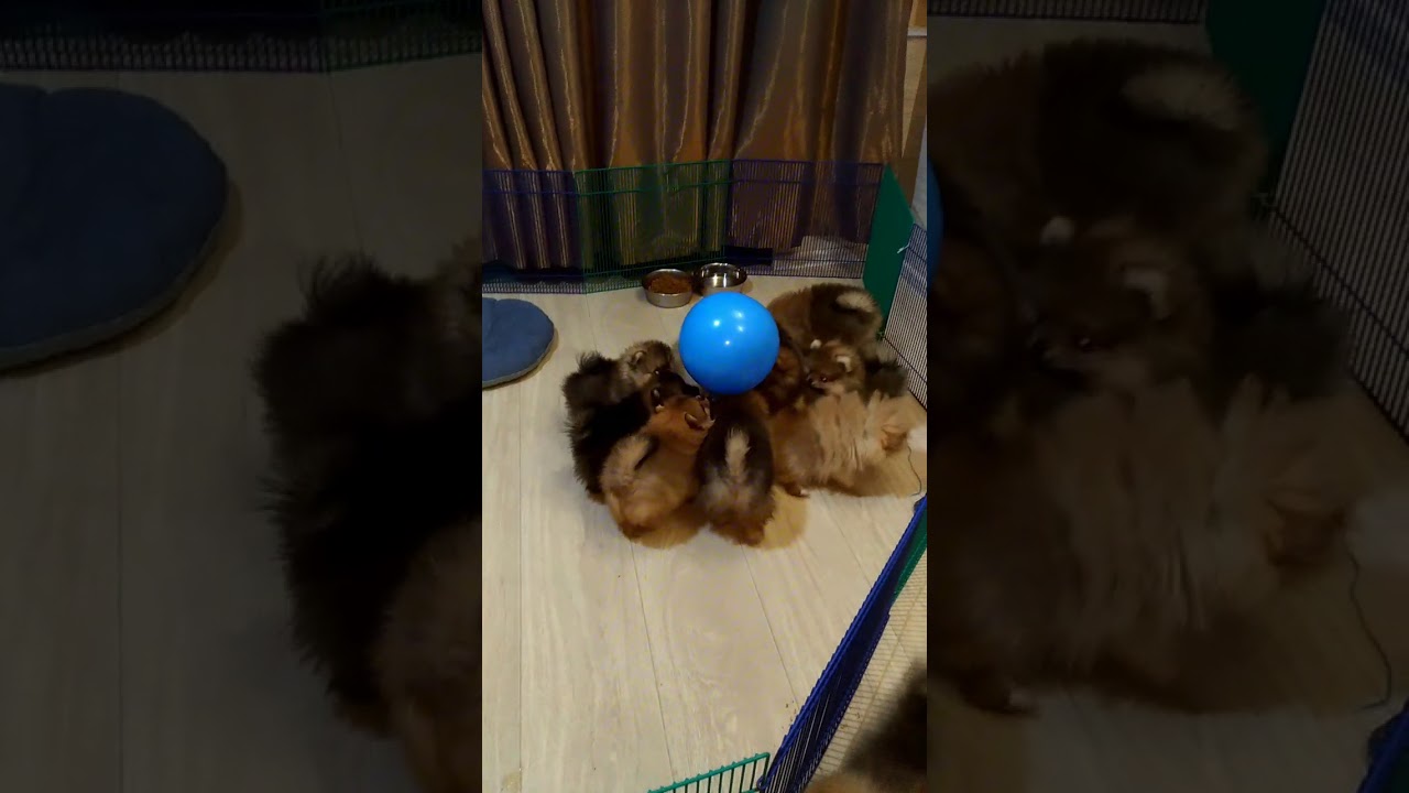 Pomeranian puppies play balloon/ Померанский шпиц щенки,  игры в воздушный шар