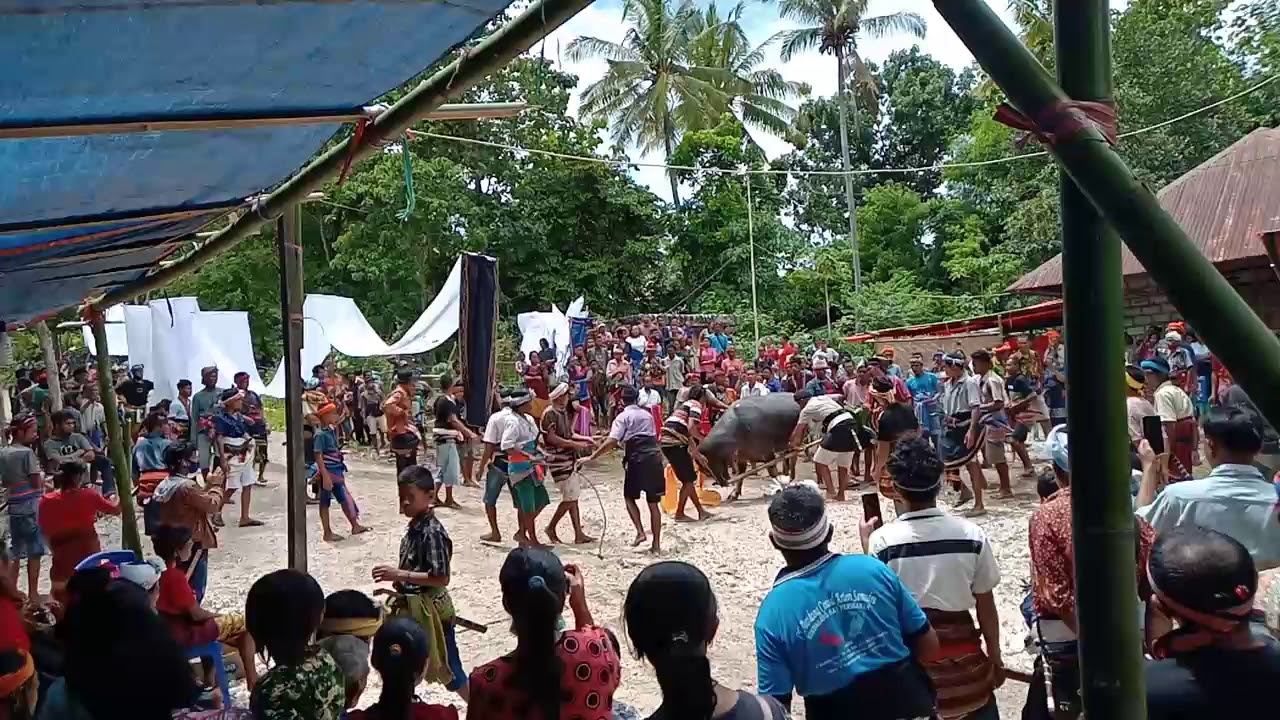 adat sumba barat daya