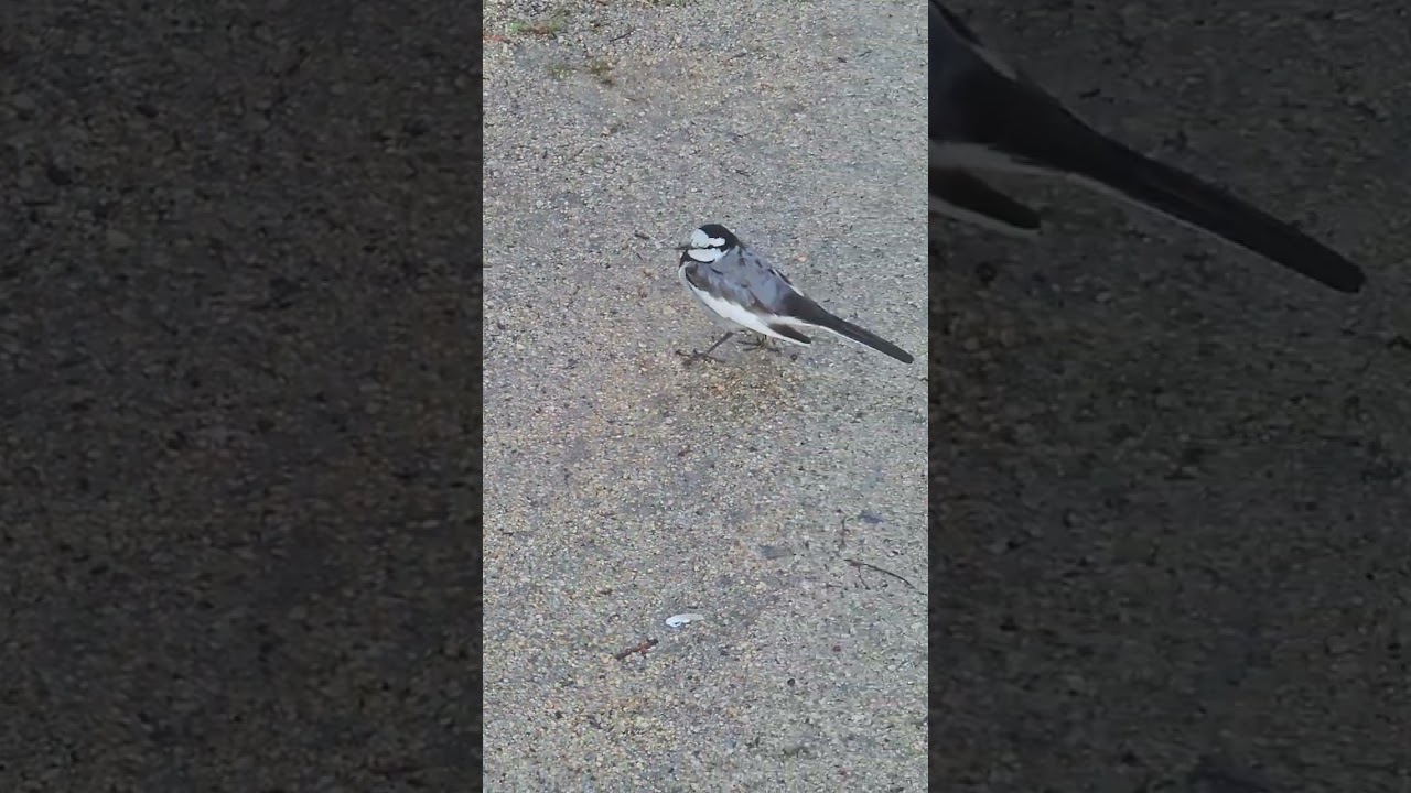ハクセキレイ 我の気配を 知りながら 縄張りの主の　 顔で佇む♪🐦の巻き。