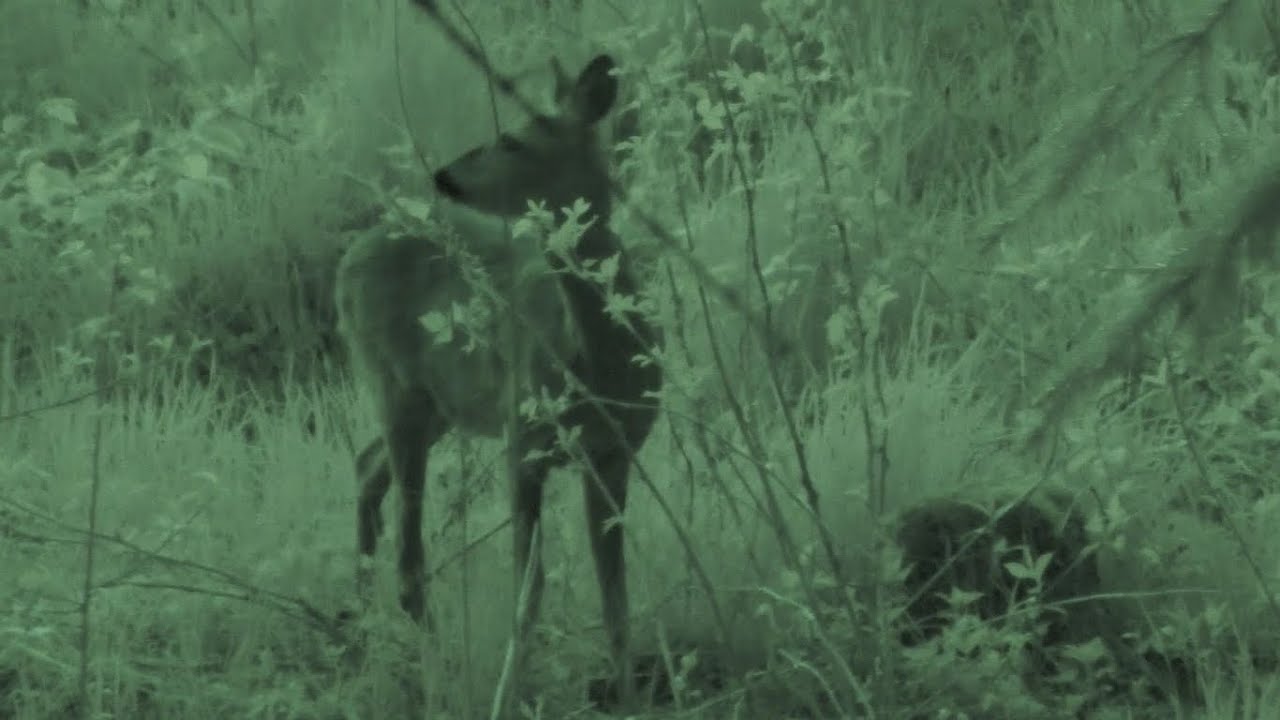 Stalking techniques