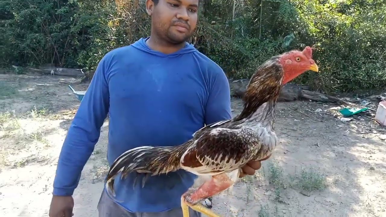 Visitando o Pedro Henrique e mostrando a bela criação de galo combatente da raça Mura
