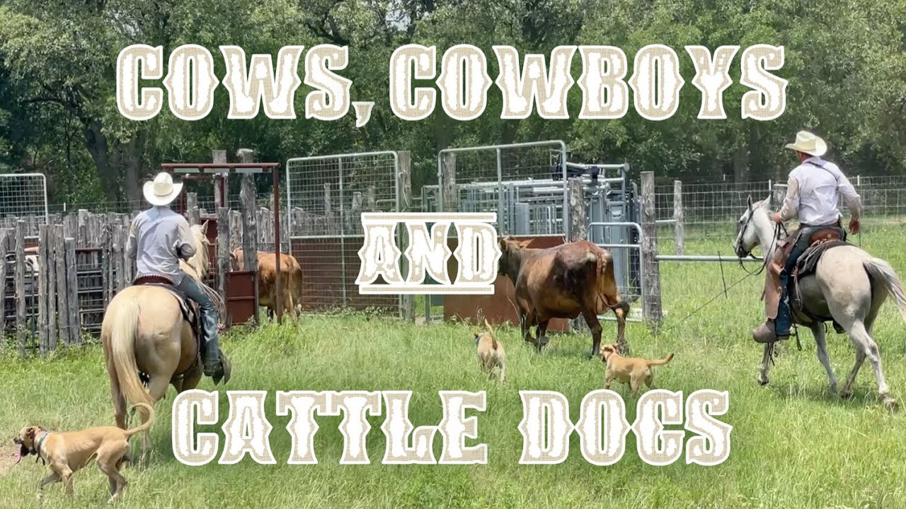 RAISING BEEF CATTLE FOR BEGINNERS – Cows, Cowboys and Cattle Dogs