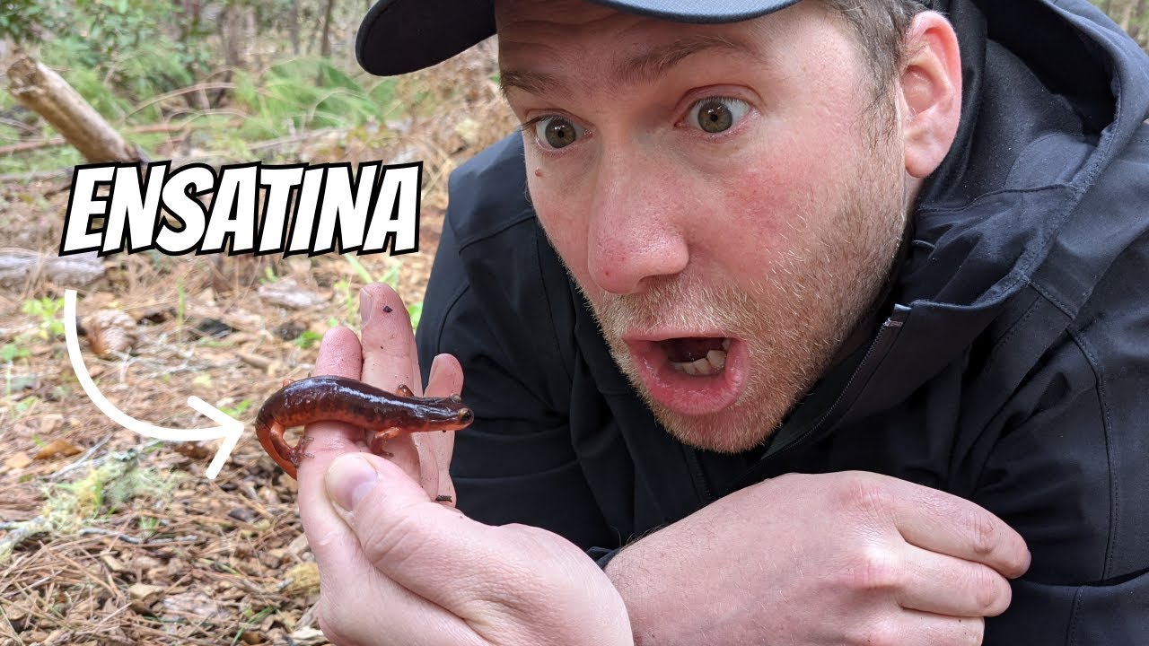 So many Ensatinas! Salamanders of the Central Coast | Field Herping California