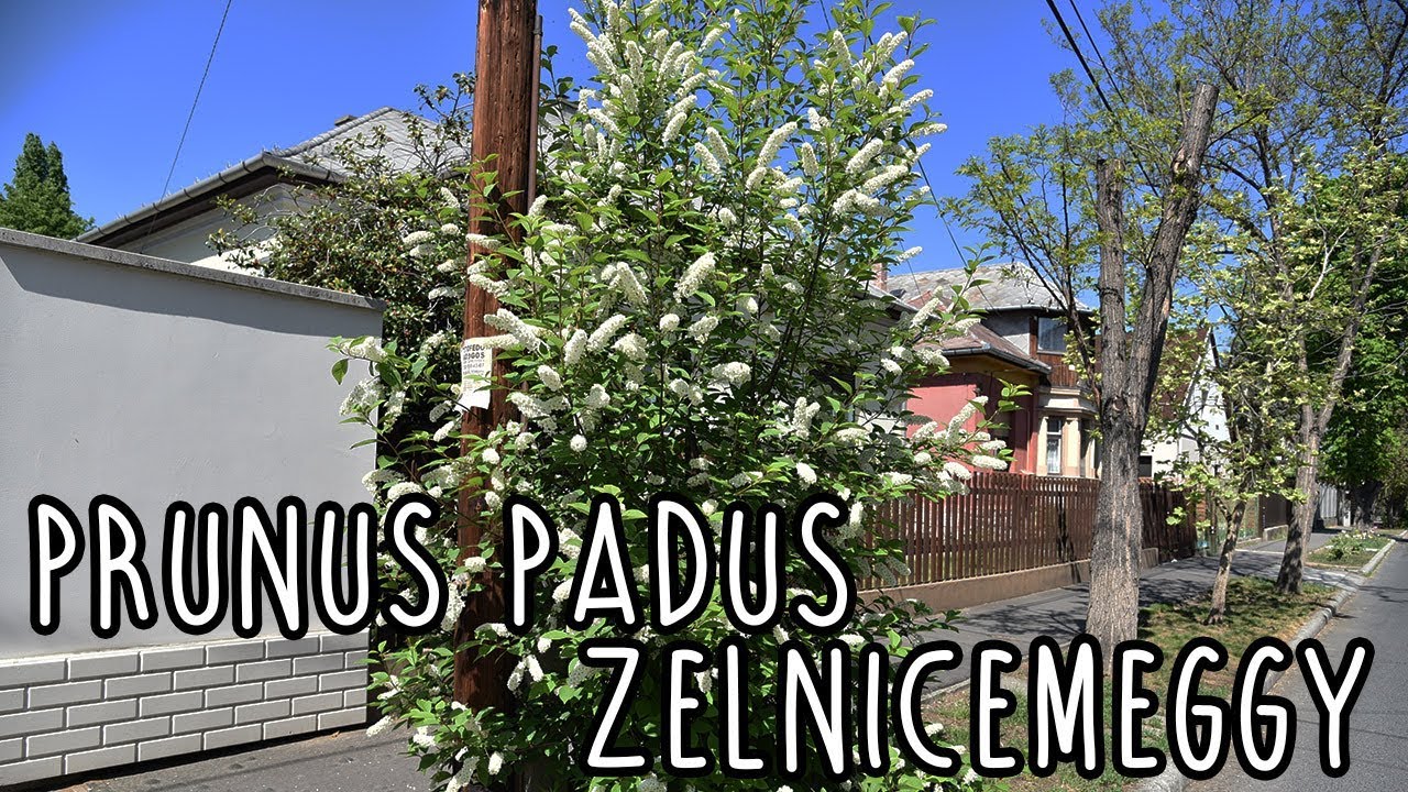 Prunus padus - Zelnicemeggy