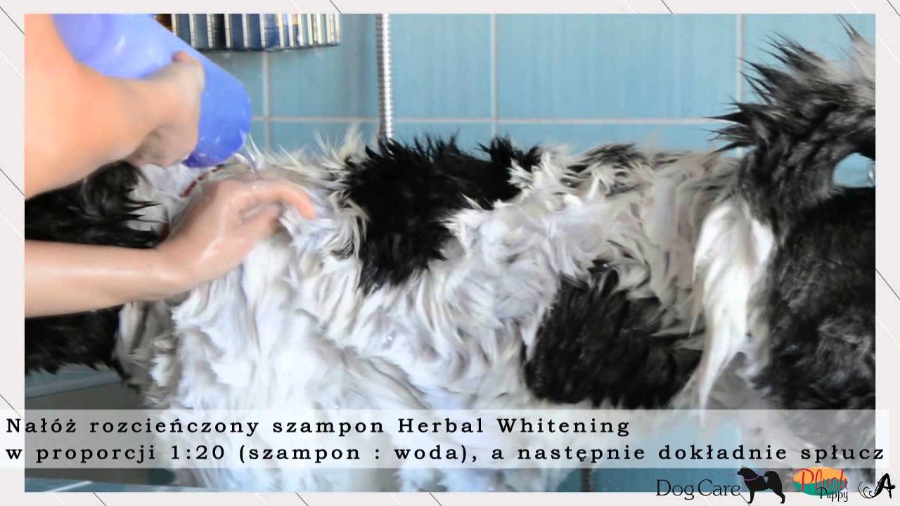 Plush Puppy - American Akita Grooming by DogCare.com.pl