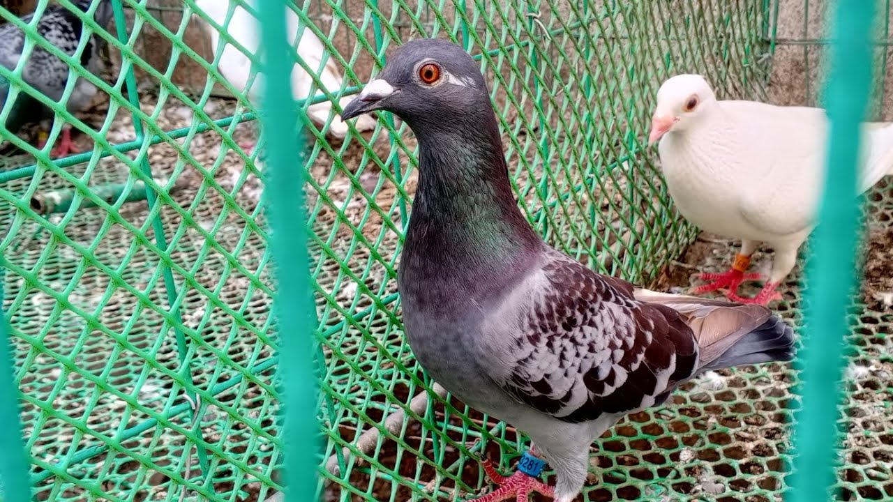 BATA PA ANG BREEDER NA KALAPATI KO PARA SA ONE LOFT RACE | SASALI TAYO SA ALEGRE OLR