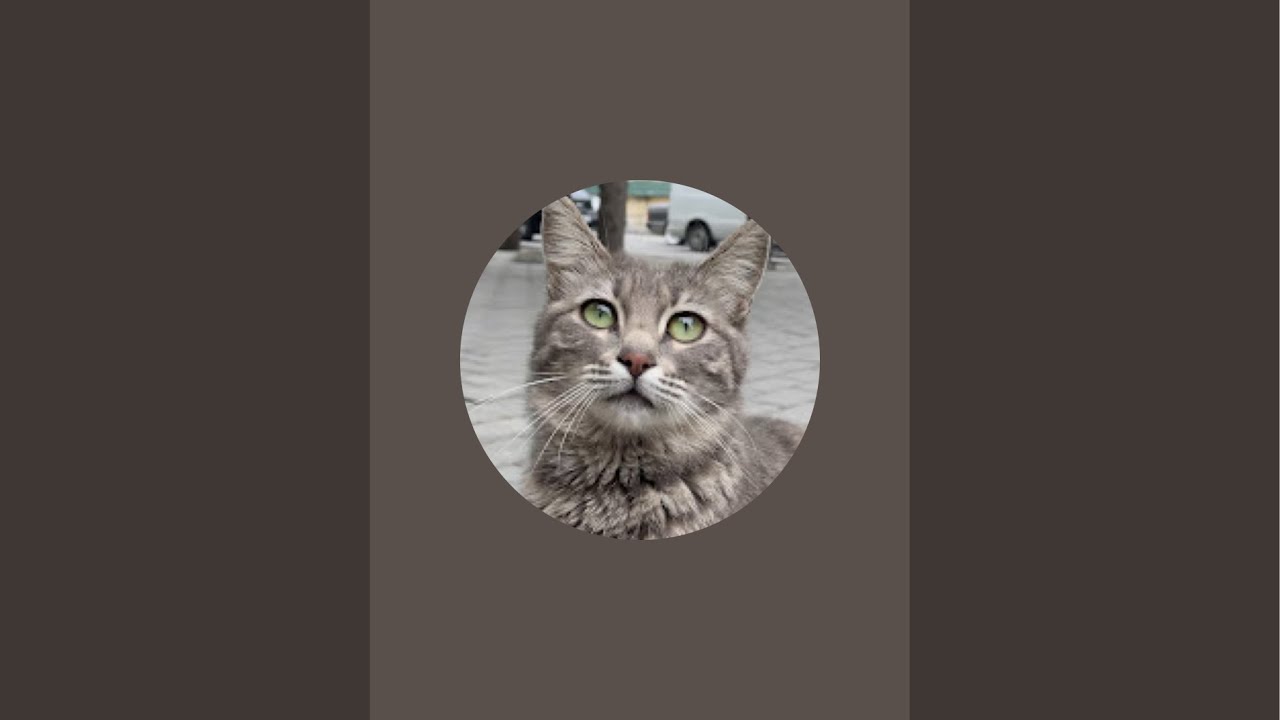 Jey Cat Life  kanalı canlı yayında