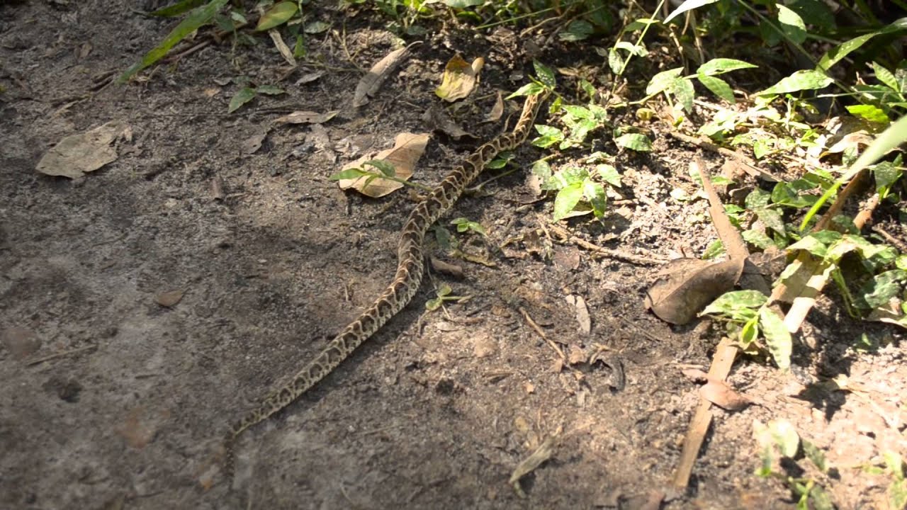 Yarar&aacute; Grande (Bothrops alternatus).